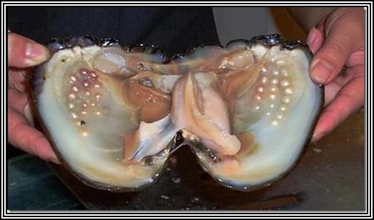 Oester met parels